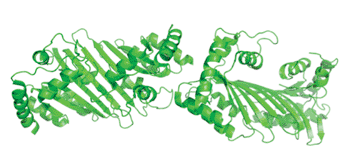 Image: Crystallography of Apolipoprotein B messenger RNA-editing enzyme (Image courtesy of Justin Steinfeld).